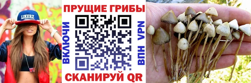 цена   MEGA онион  Галлюциногенные грибы GOLDEN TEACHER  Полярный 